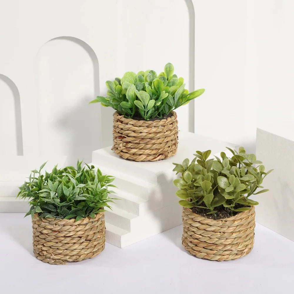 Maintenance-Free Potted Eucalyptus for Home Decor