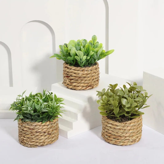 Maintenance-Free Potted Eucalyptus for Home Decor