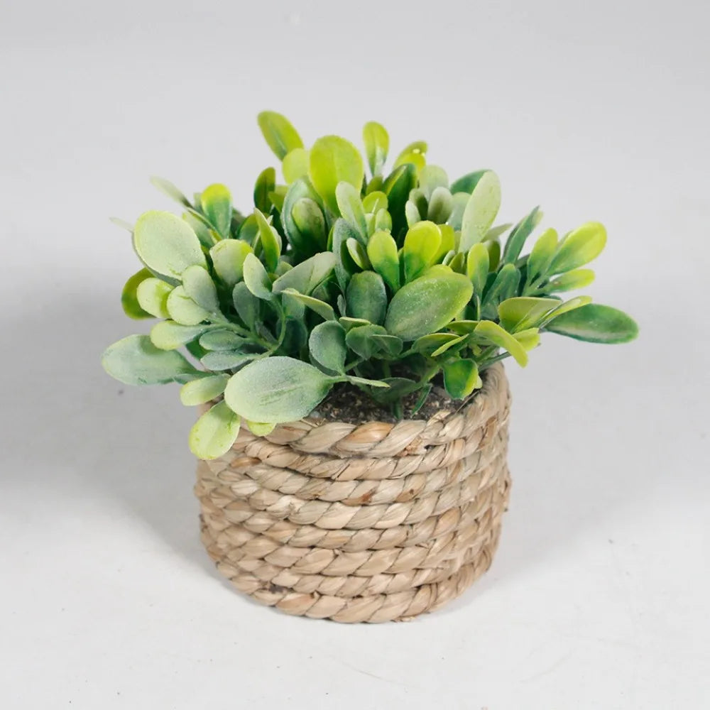 Maintenance-Free Potted Eucalyptus for Home Decor