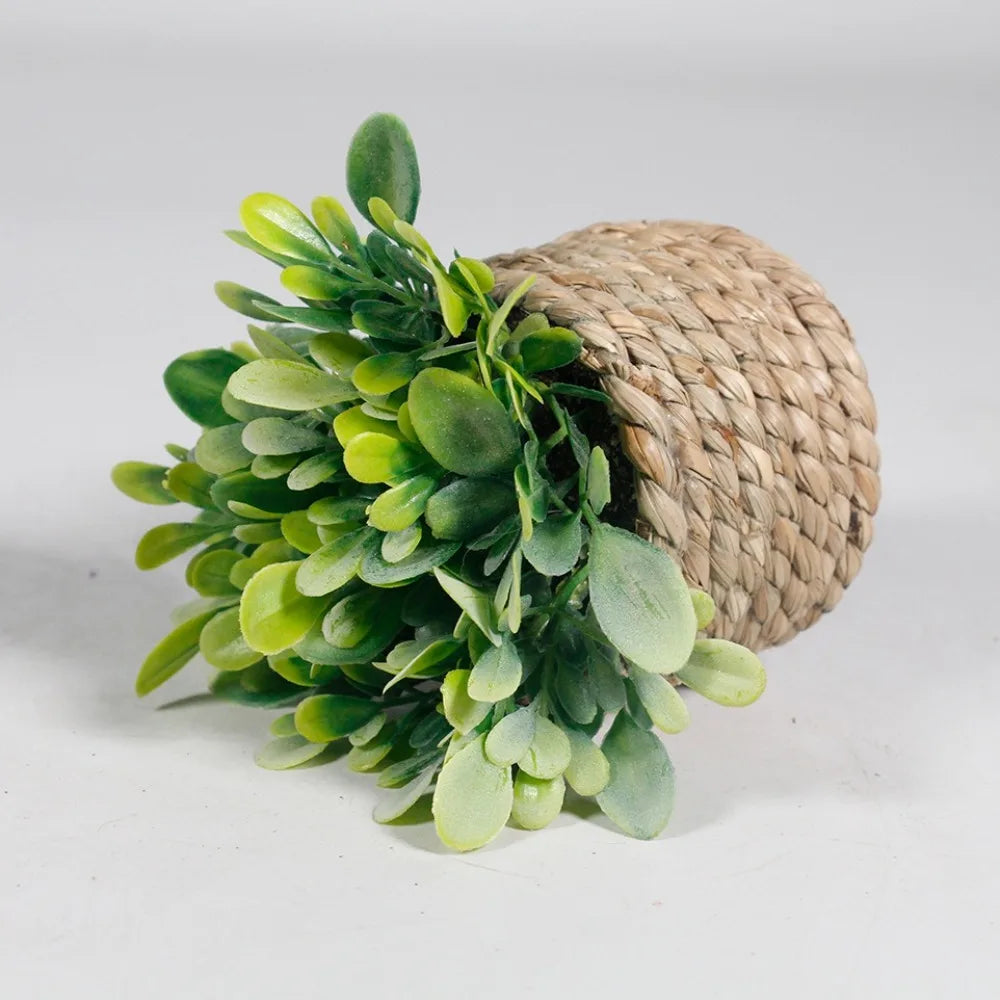 Maintenance-Free Potted Eucalyptus for Home Decor