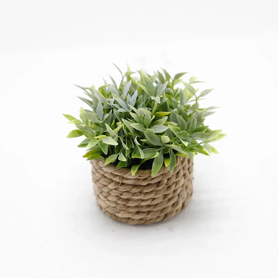 Maintenance-Free Potted Eucalyptus for Home Decor