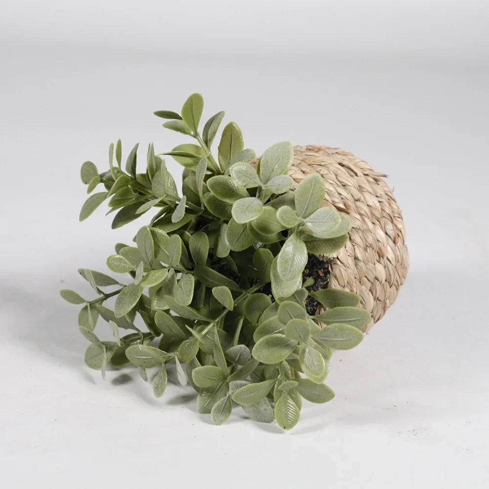 Maintenance-Free Potted Eucalyptus for Home Decor