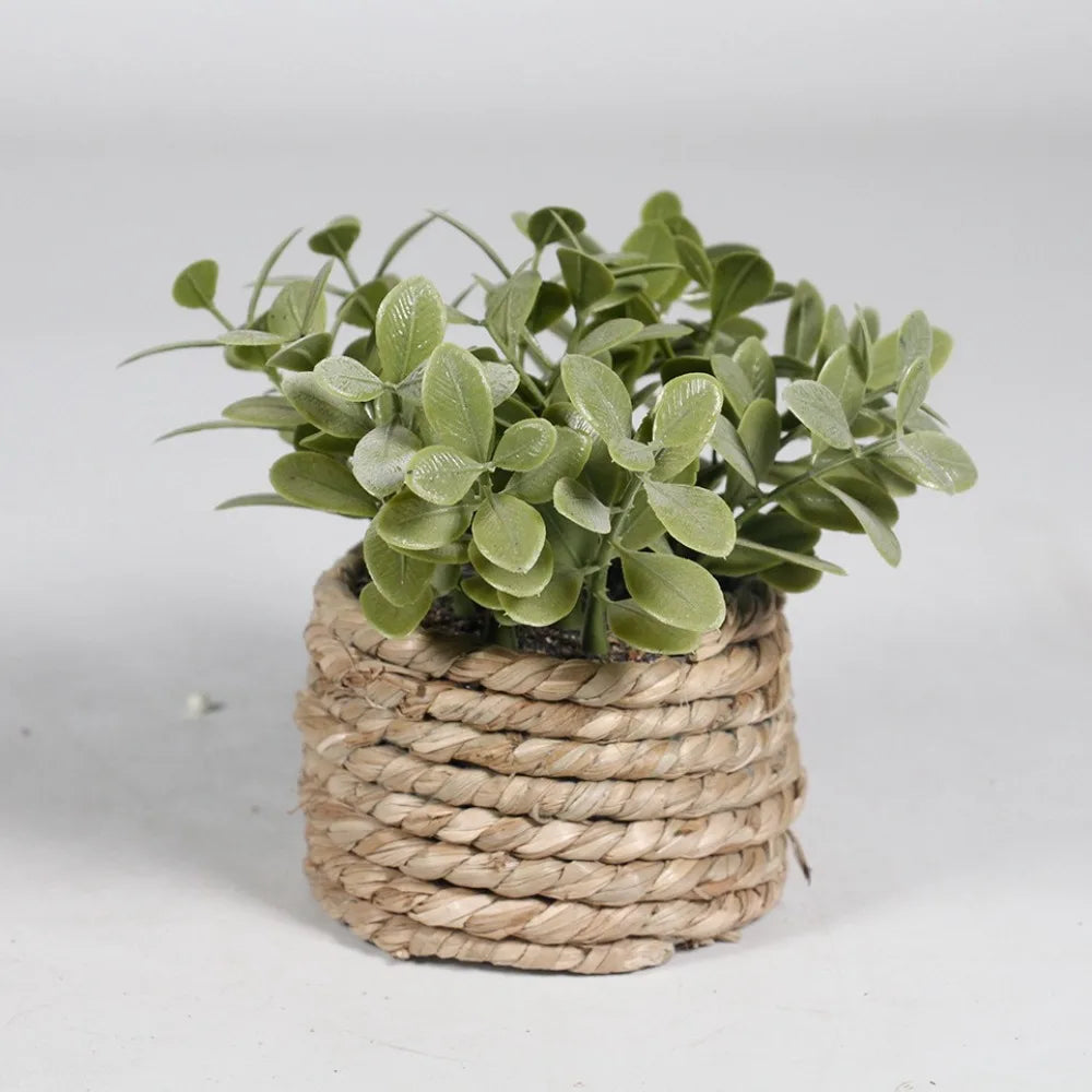 Maintenance-Free Potted Eucalyptus for Home Decor