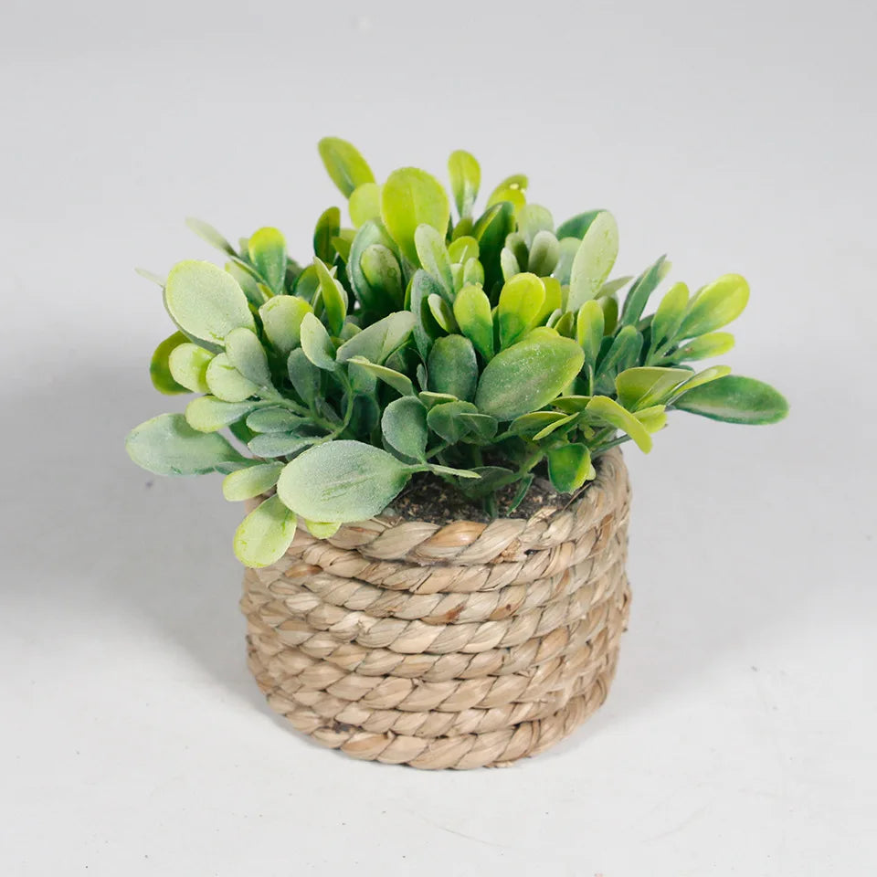 Maintenance-Free Potted Eucalyptus for Home Decor