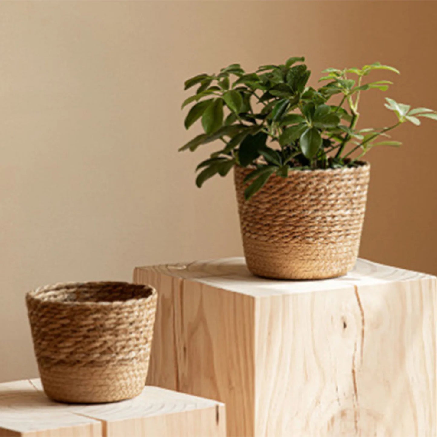 Boho Woven Plant Basket | Natural Wicker Indoor Pot Cover