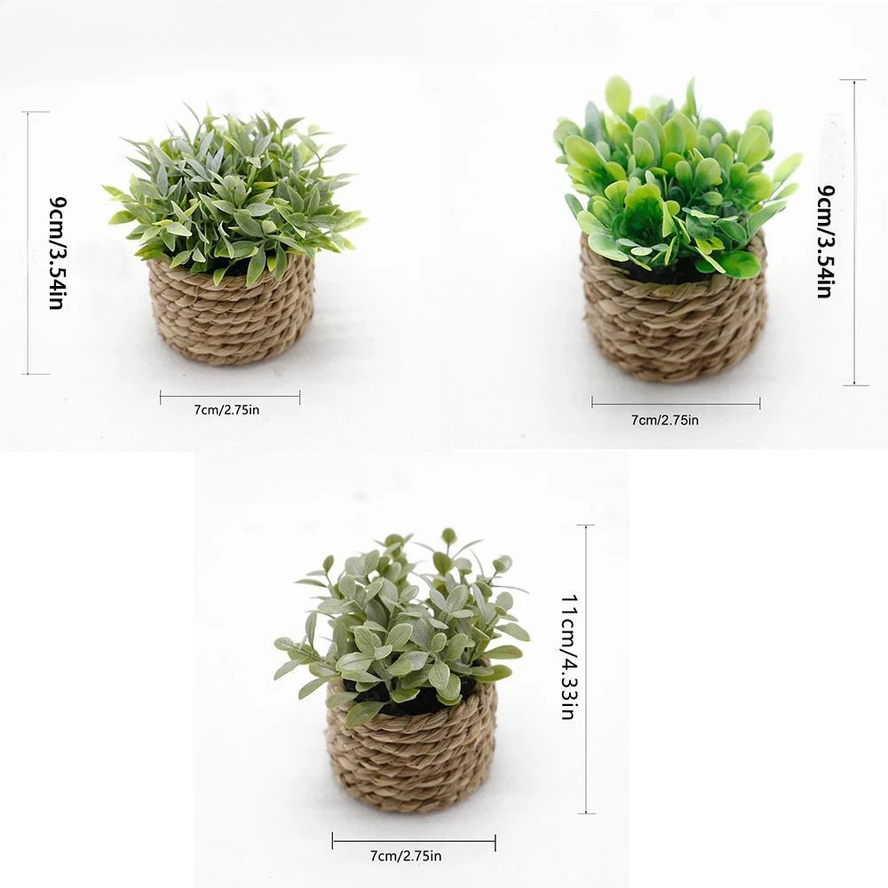 Maintenance-Free Potted Eucalyptus for Home Decor