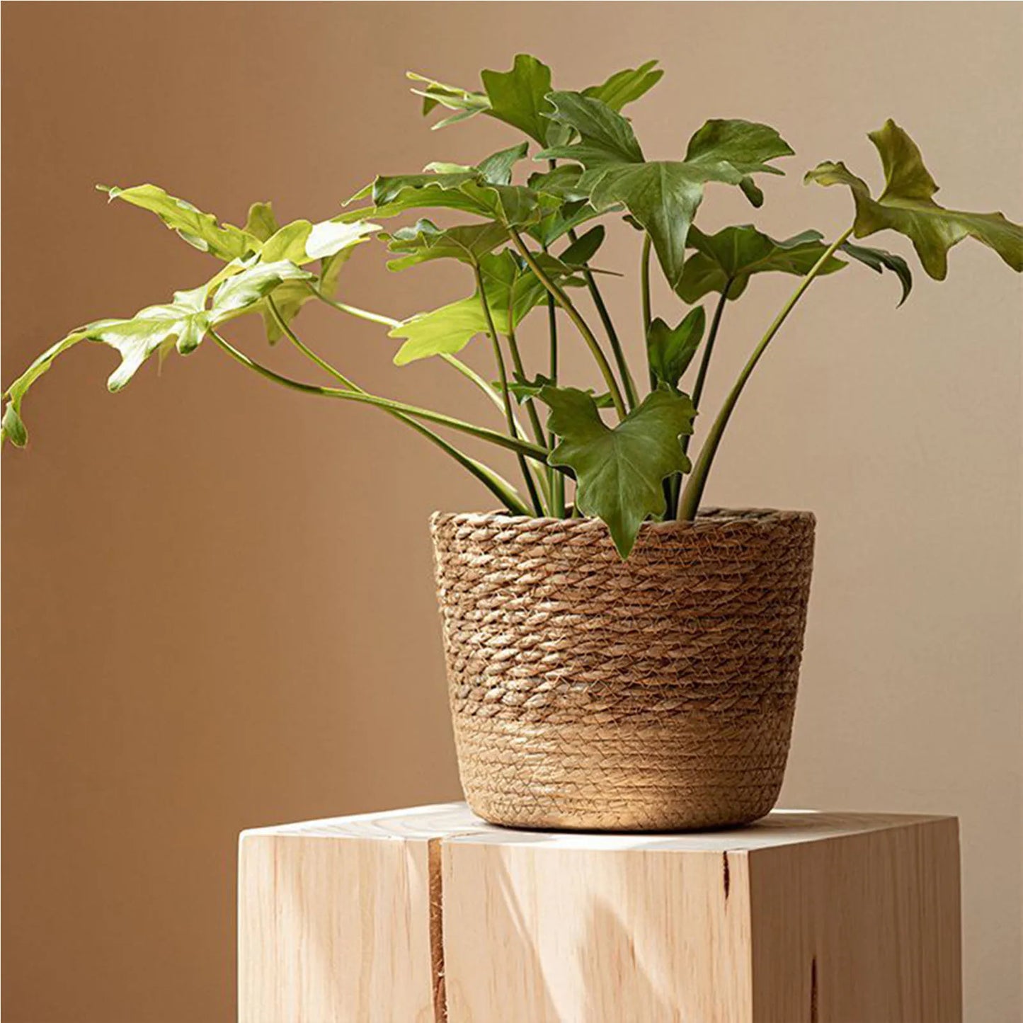 Boho Woven Plant Basket | Natural Wicker Indoor Pot Cover